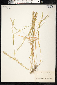 Image of Avena fragilis