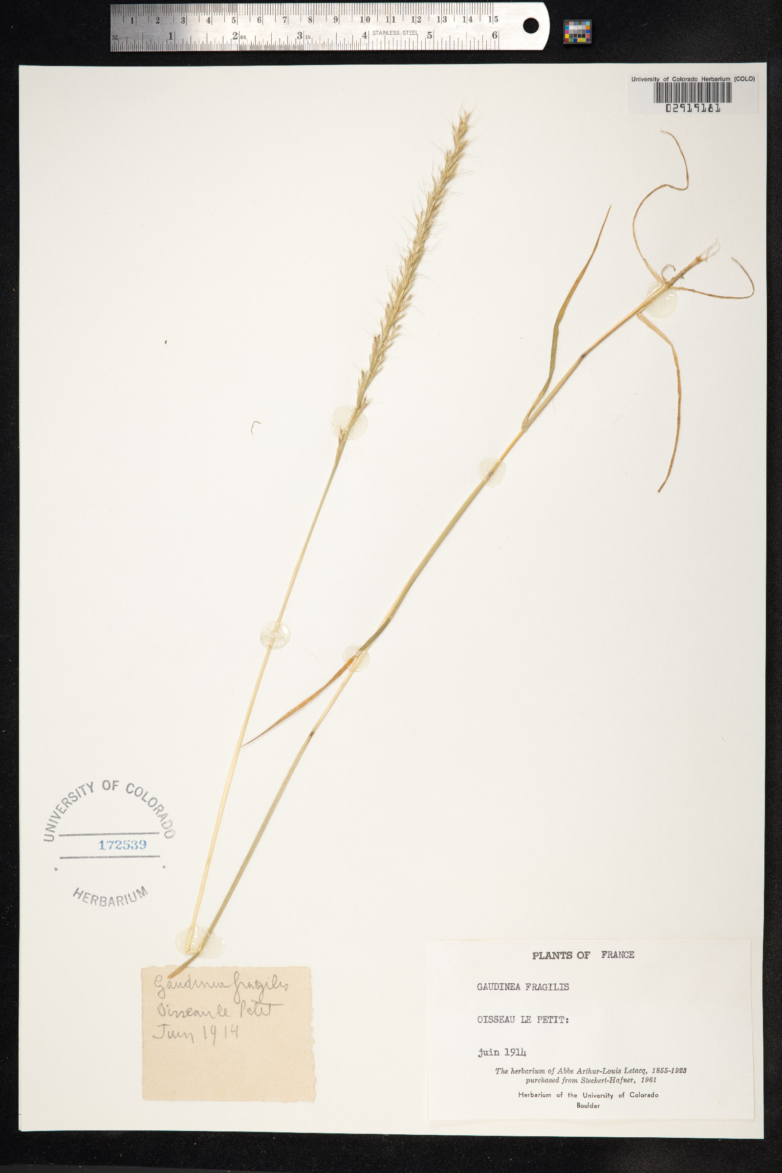 Gaudinia fragilis image