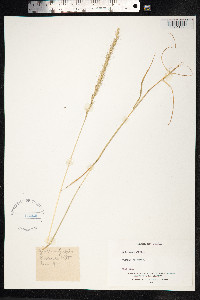 Gaudinia fragilis image