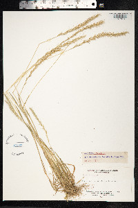 Gaudinia fragilis image