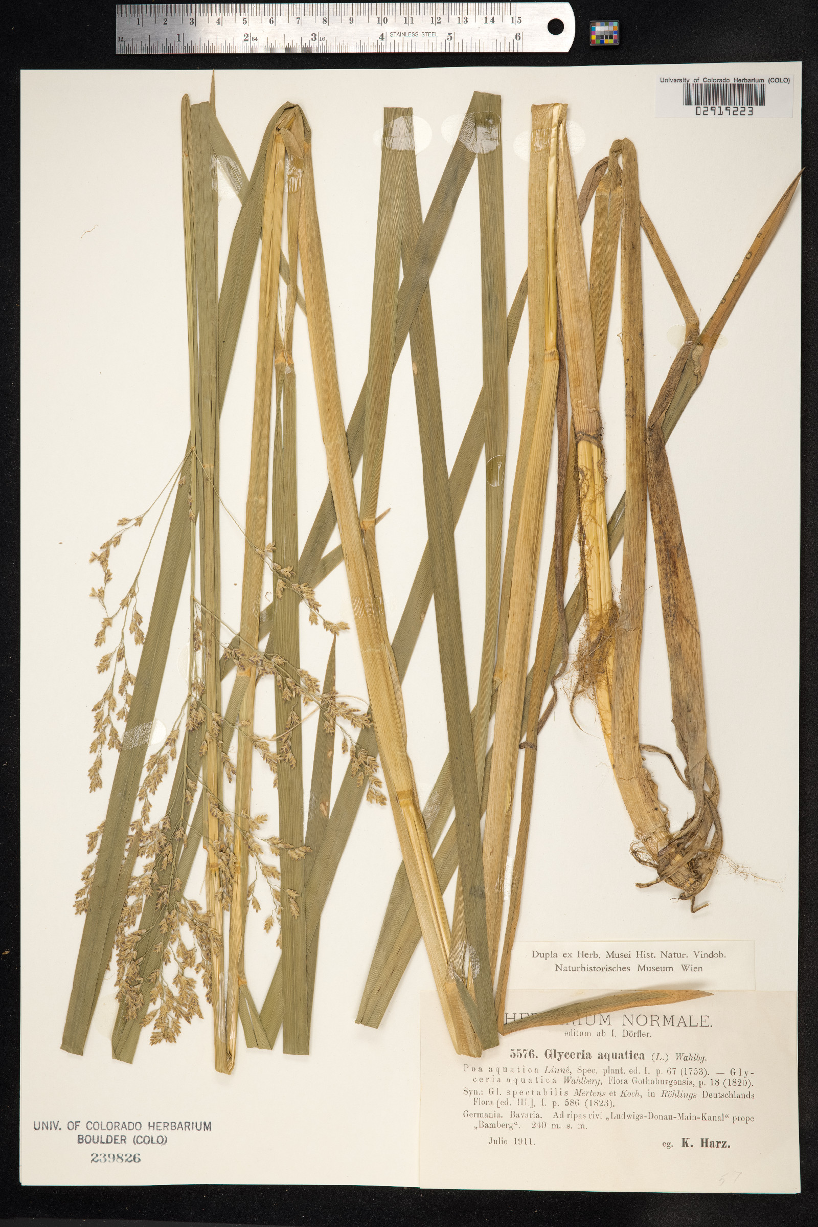 Glyceria aquatica image