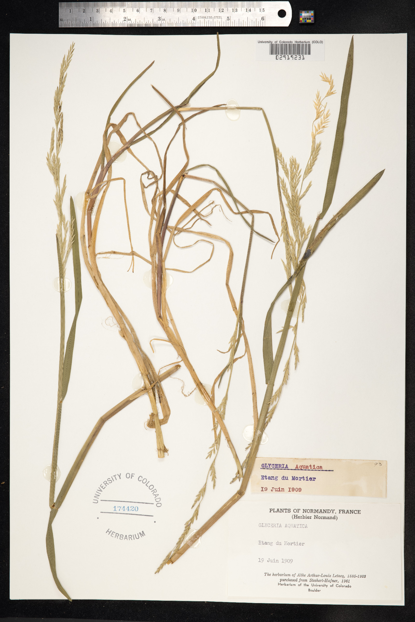 Glyceria aquatica image