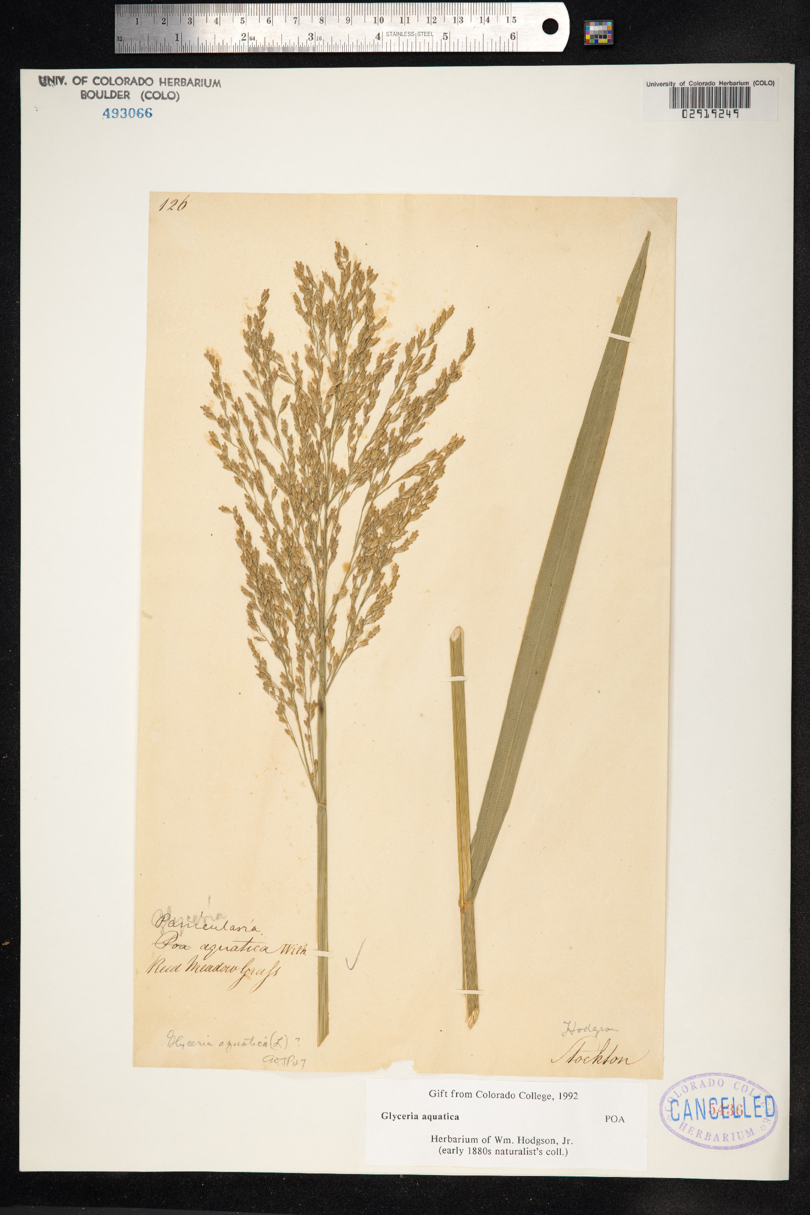 Glyceria aquatica image