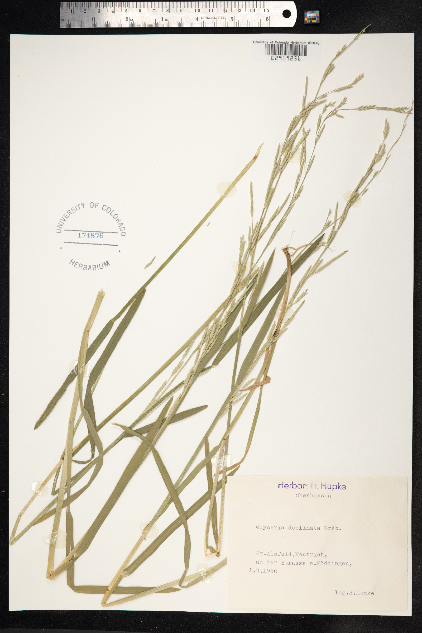 Glyceria declinata image