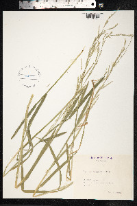 Glyceria declinata image