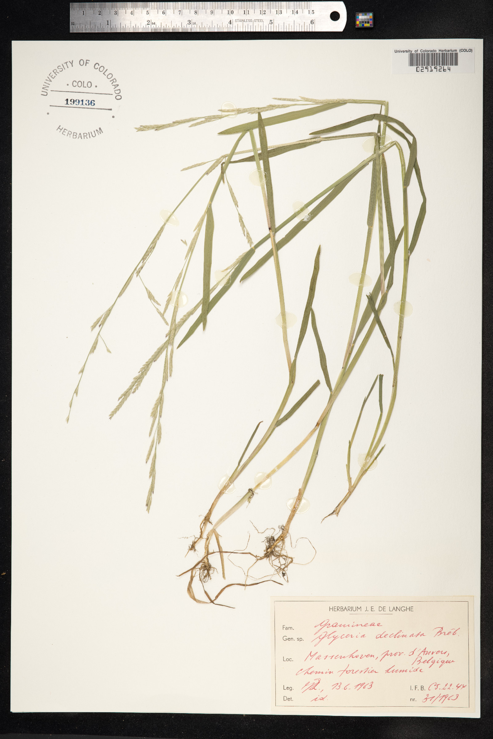 Glyceria declinata image