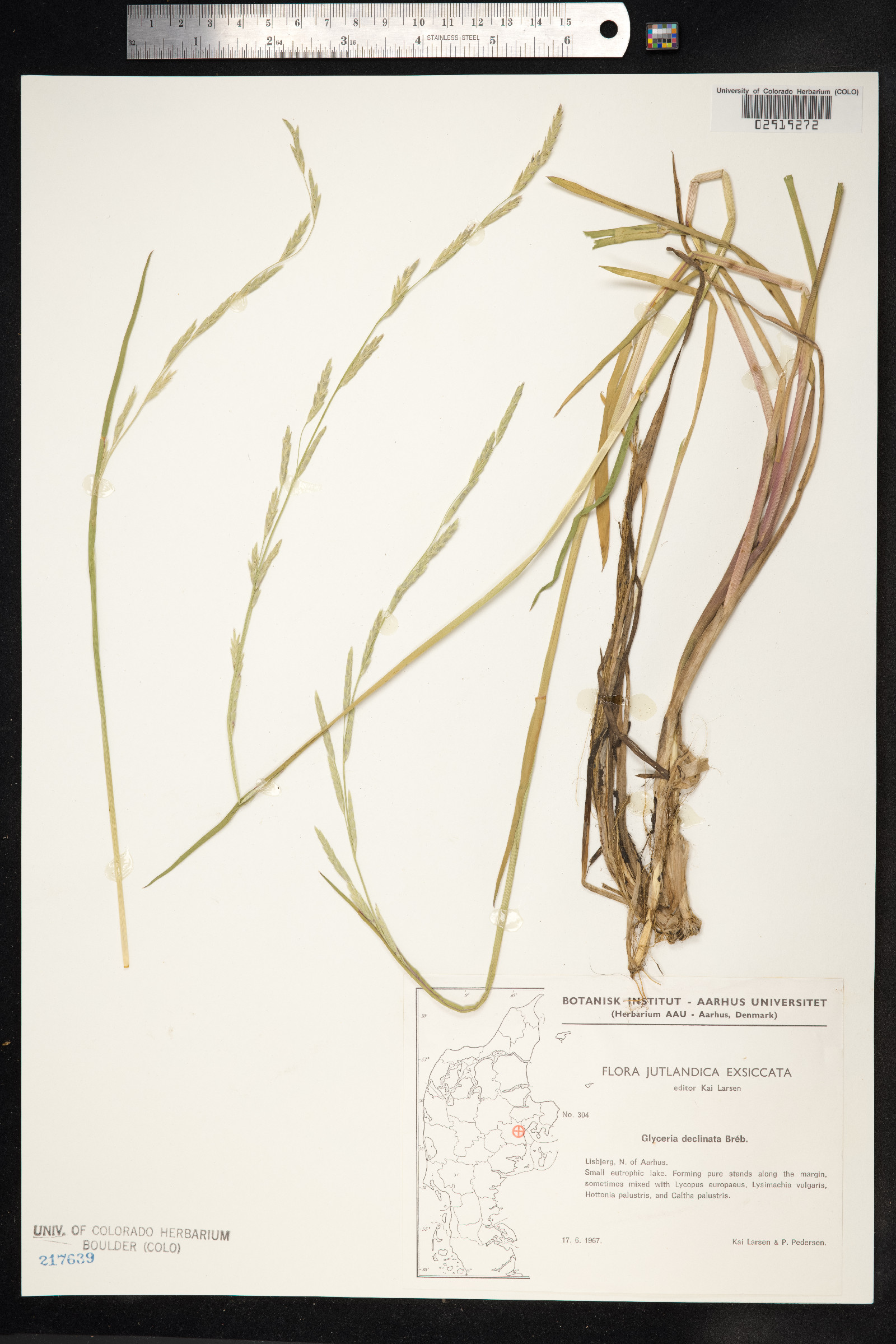 Glyceria declinata image