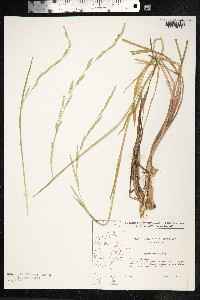 Glyceria declinata image