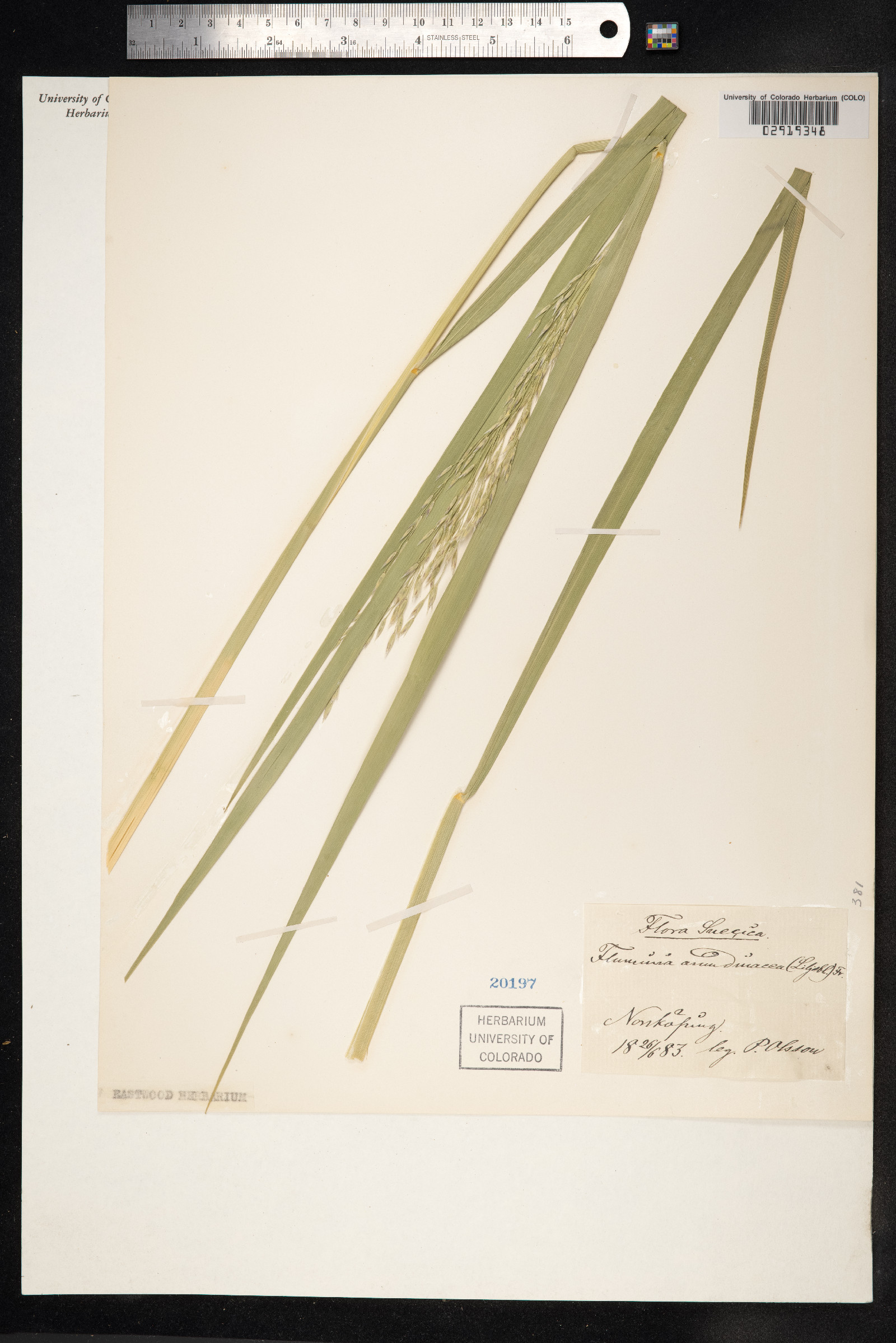Scolochloa festucacea image