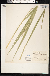 Scolochloa festucacea image