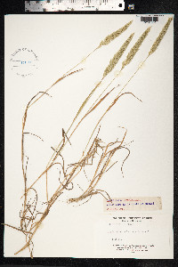 Gastridium ventricosum image