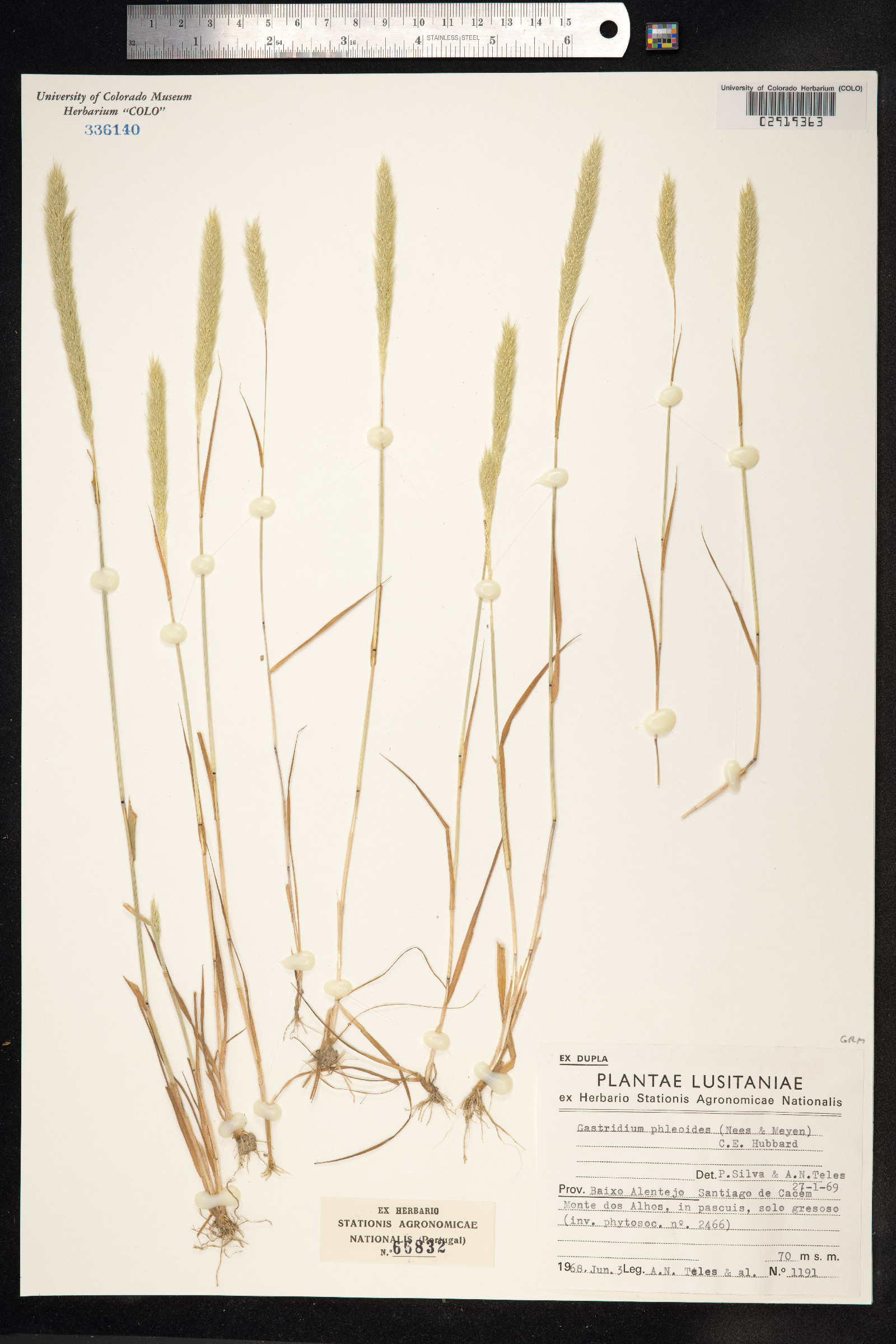 Gastridium phleoides image