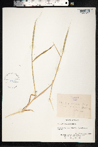 Image of Triticum ventricosum
