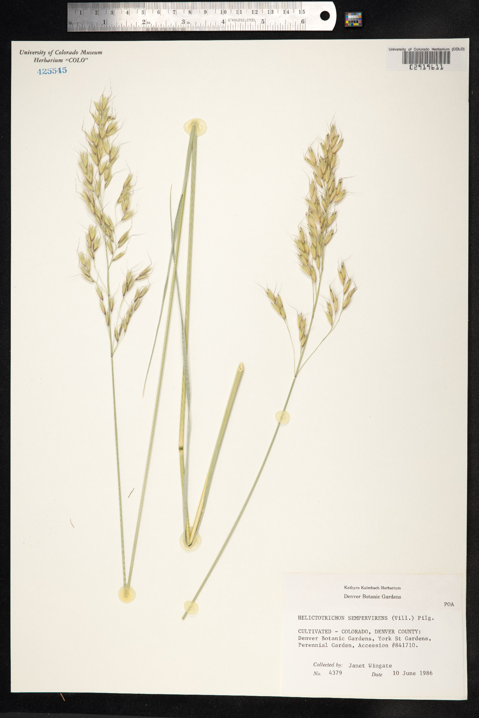 Helictotrichon sempervirens image