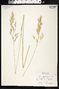 Helictotrichon sempervirens image