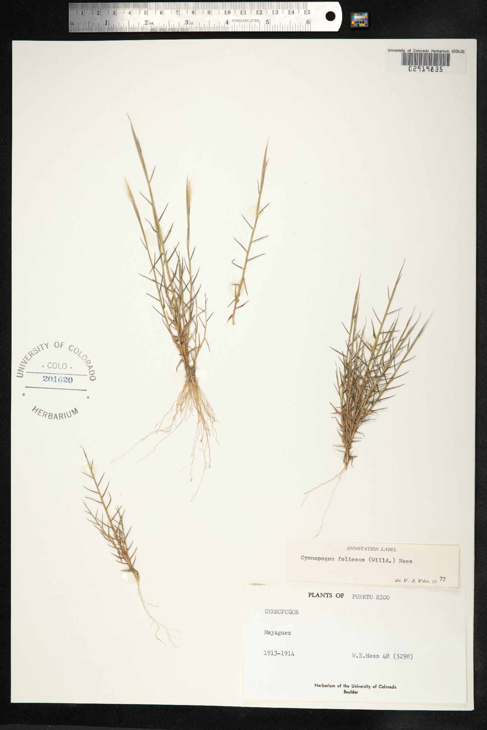 Gymnopogon foliosus image