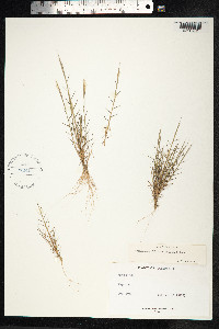 Image of Gymnopogon foliosus