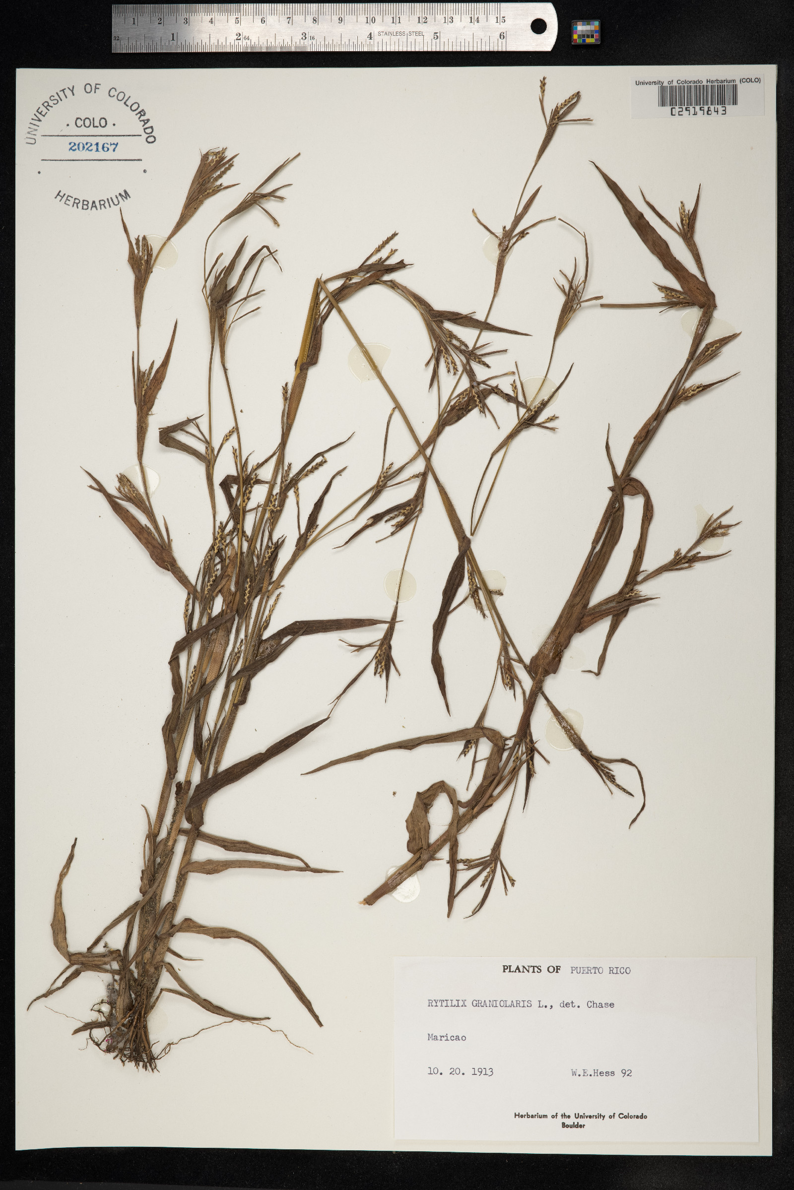 Mnesithea image
