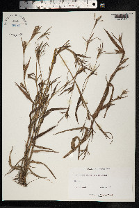 Mnesithea granularis image