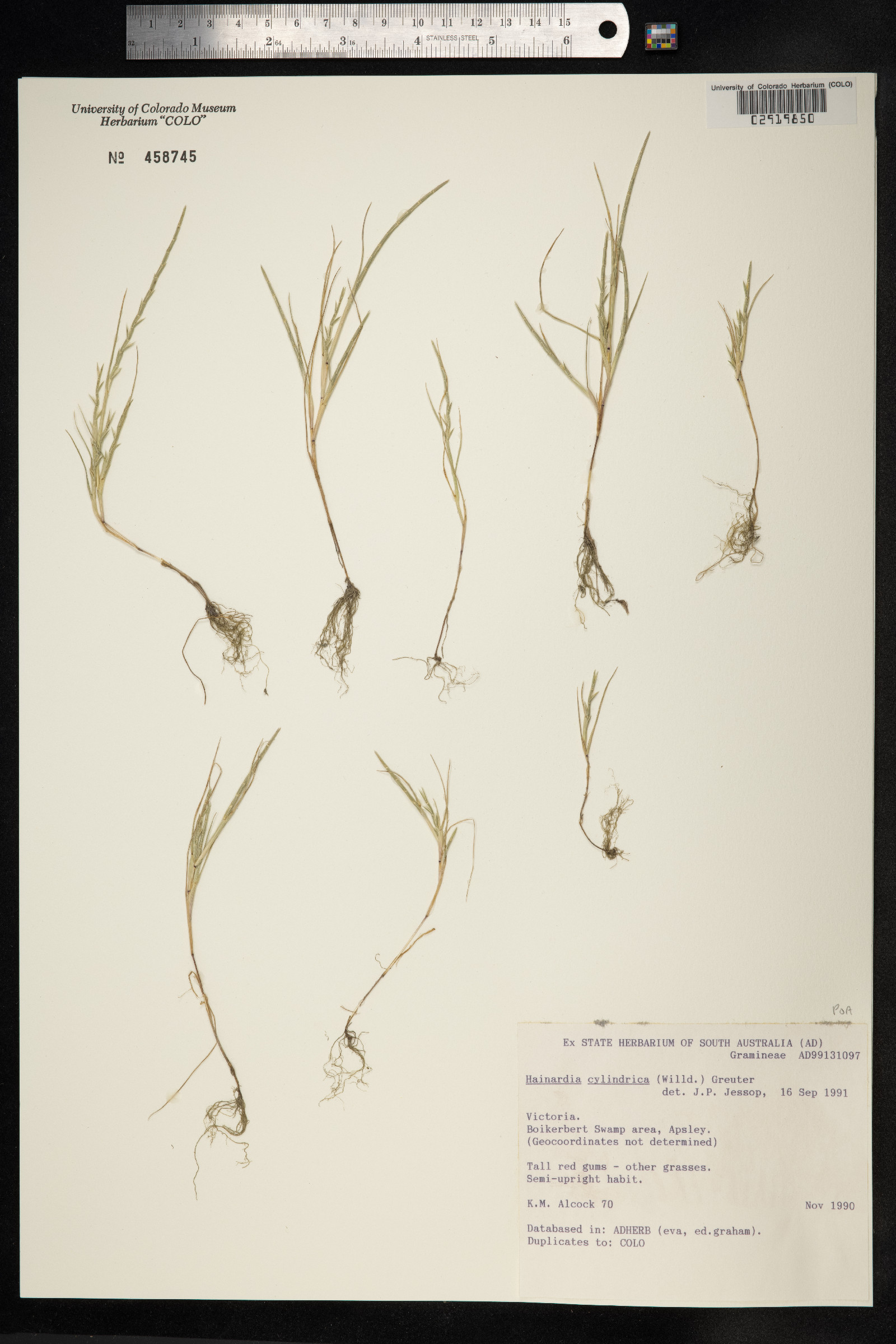 Hainardia cylindrica image