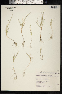 Image of Lolium cylindricum