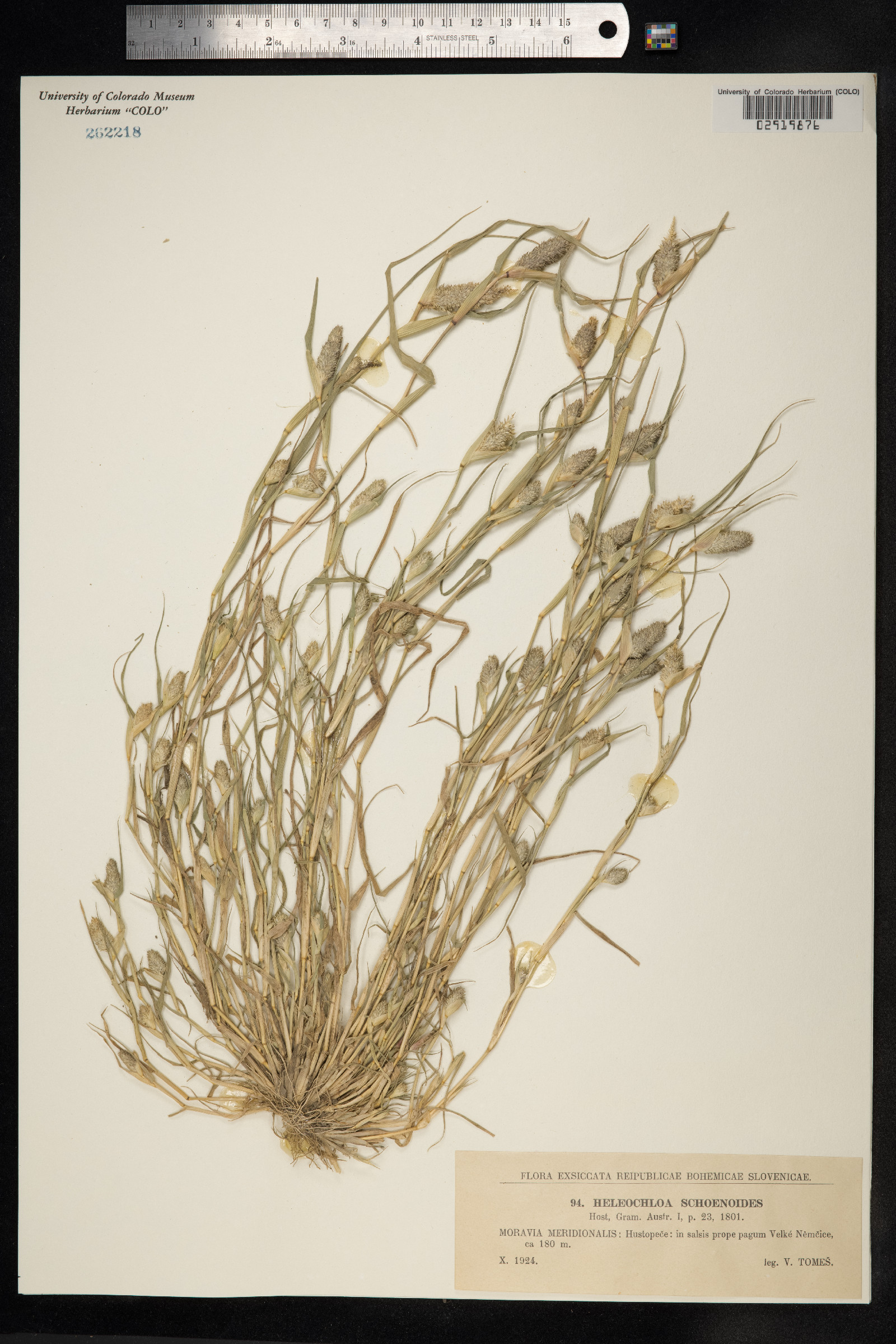 Crypsis image