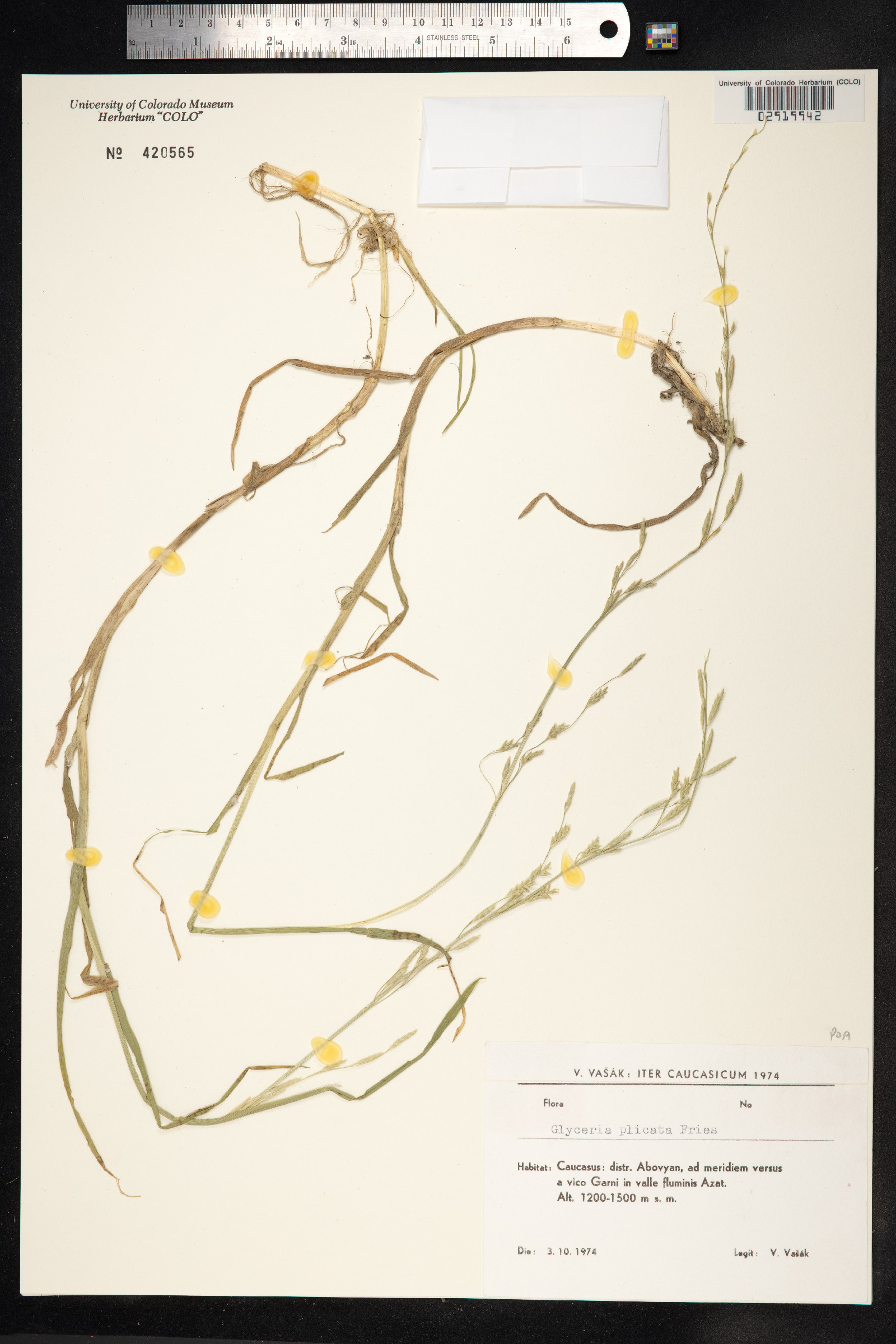 Glyceria notata image