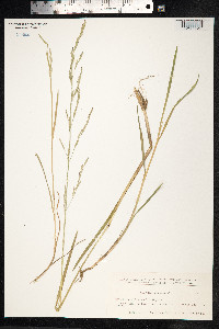 Glyceria notata image
