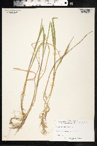 Glyceria notata image