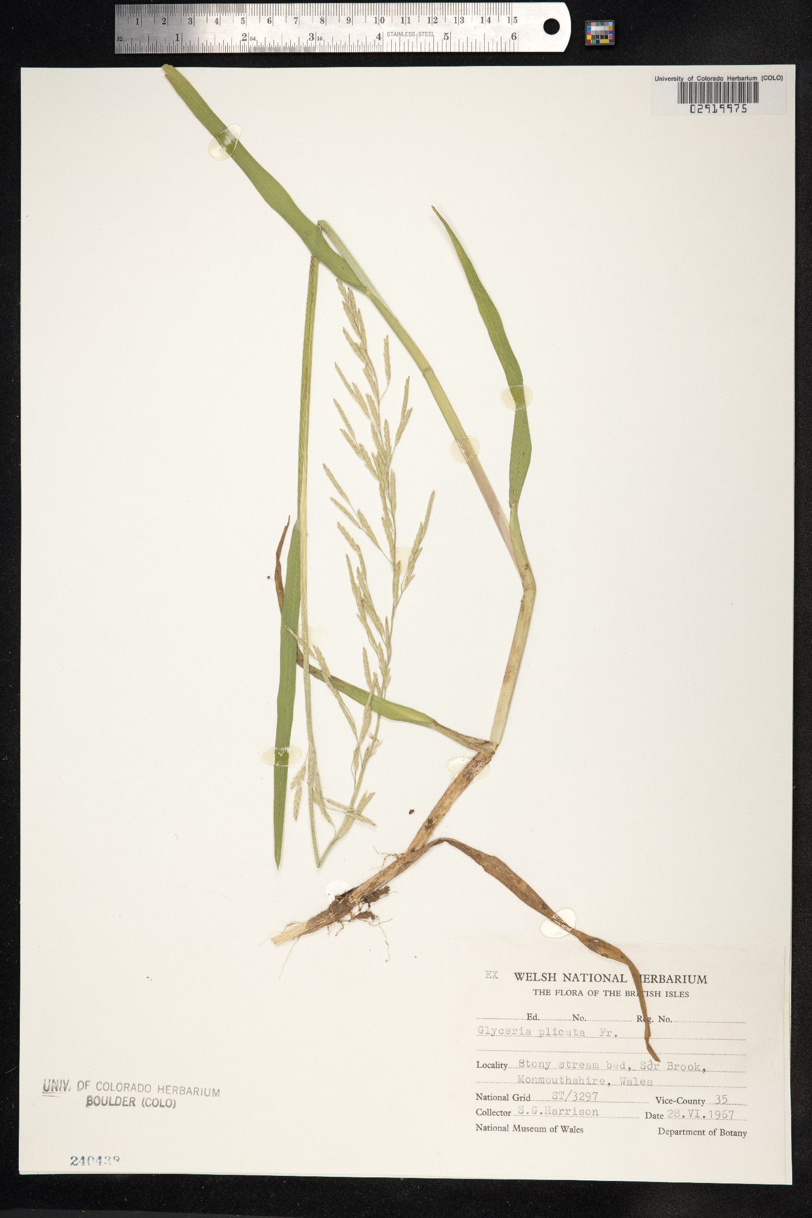 Glyceria notata image