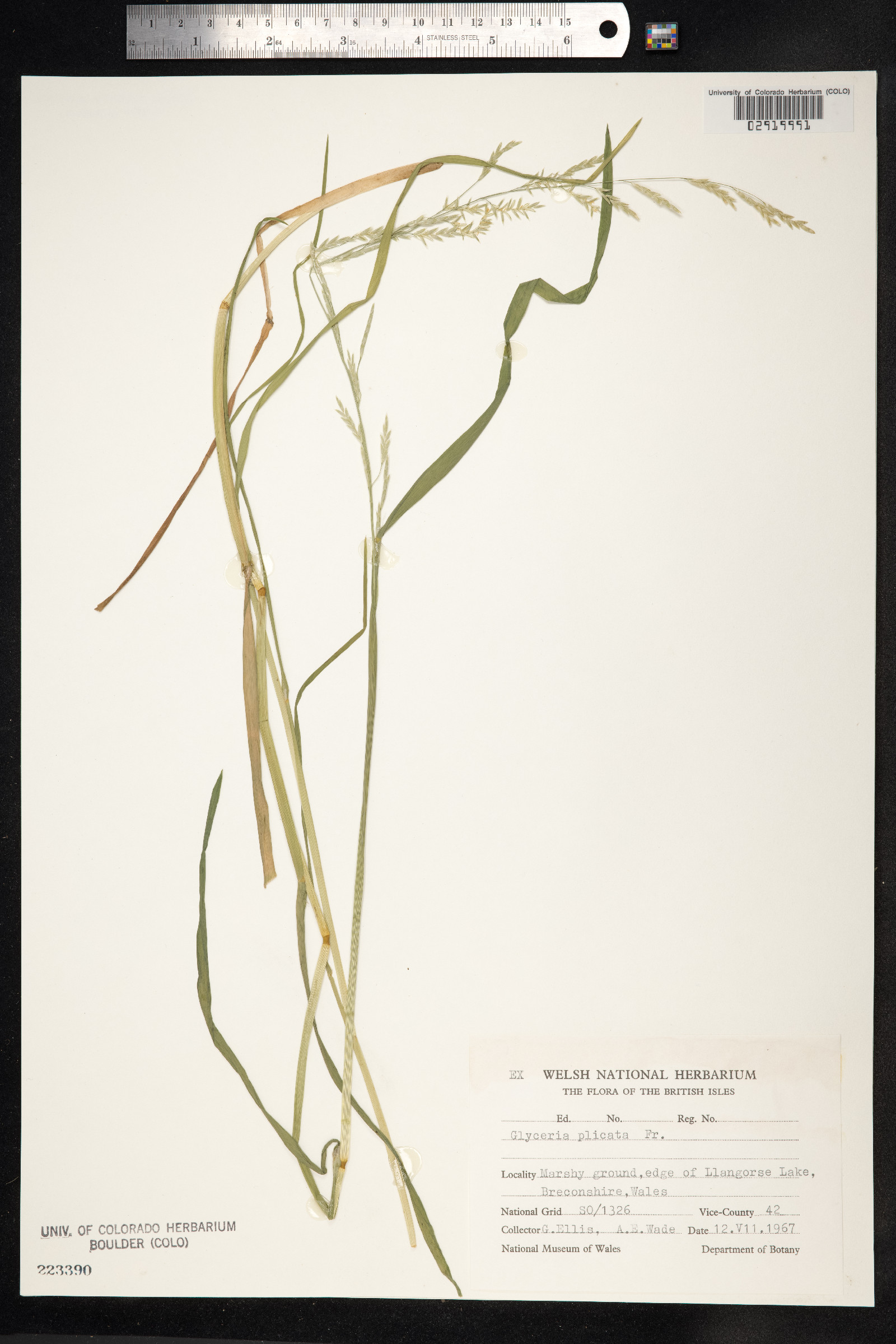 Glyceria notata image