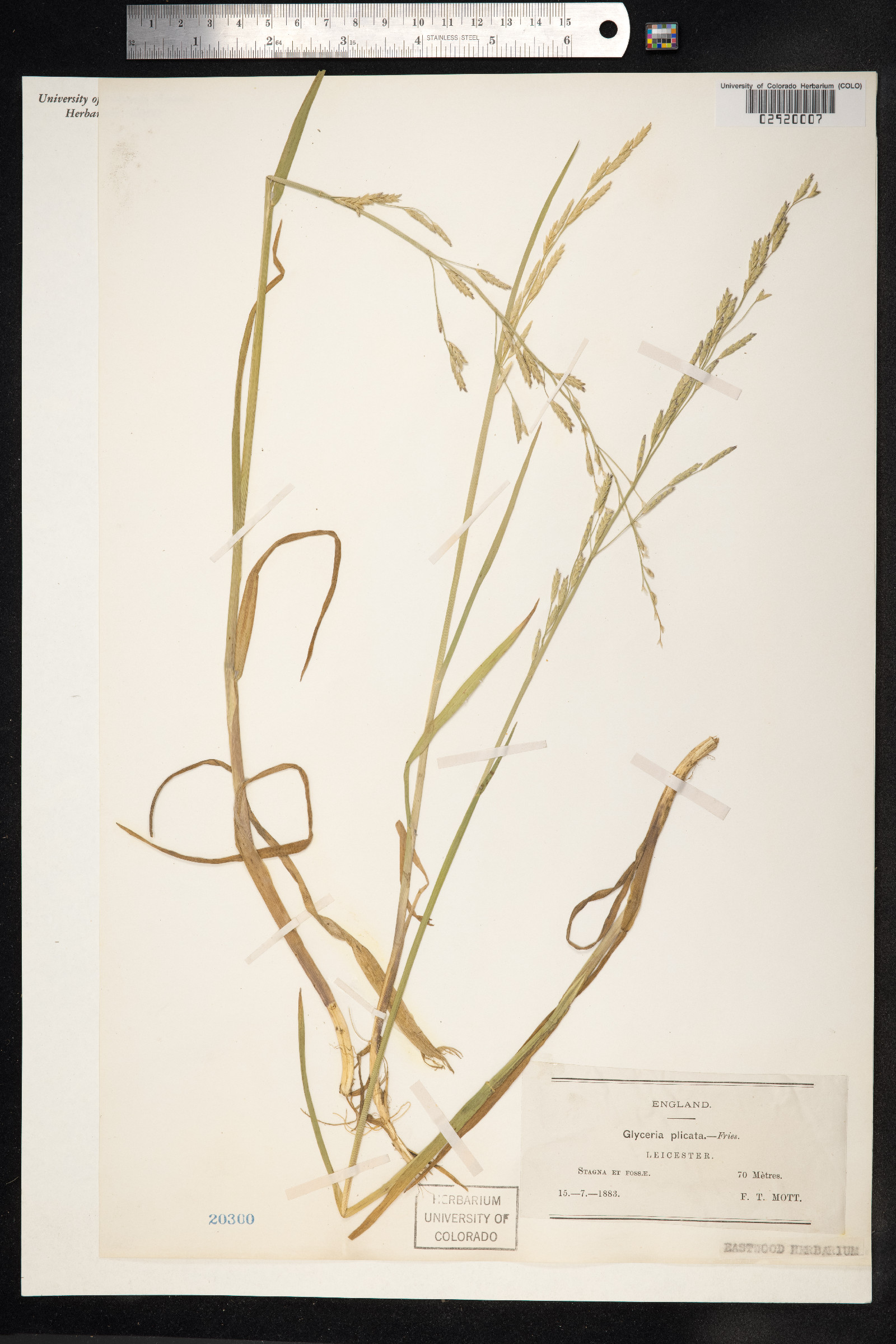 Glyceria notata image