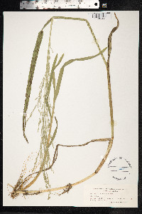 Glyceria notata image