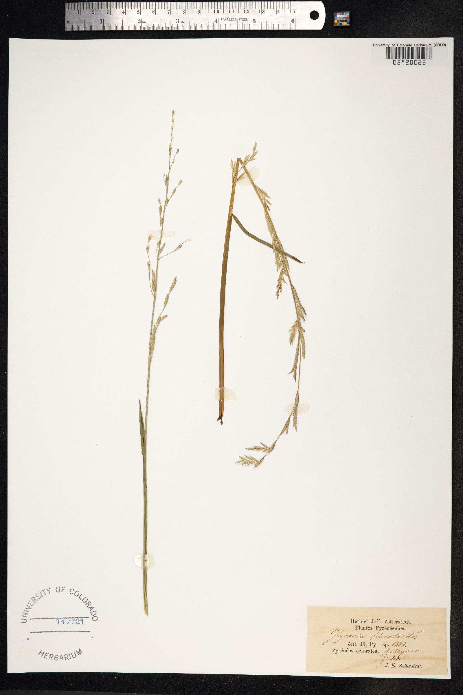 Glyceria notata image