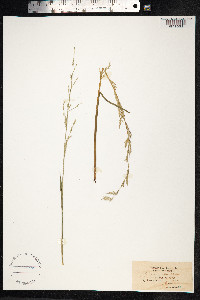 Glyceria notata image