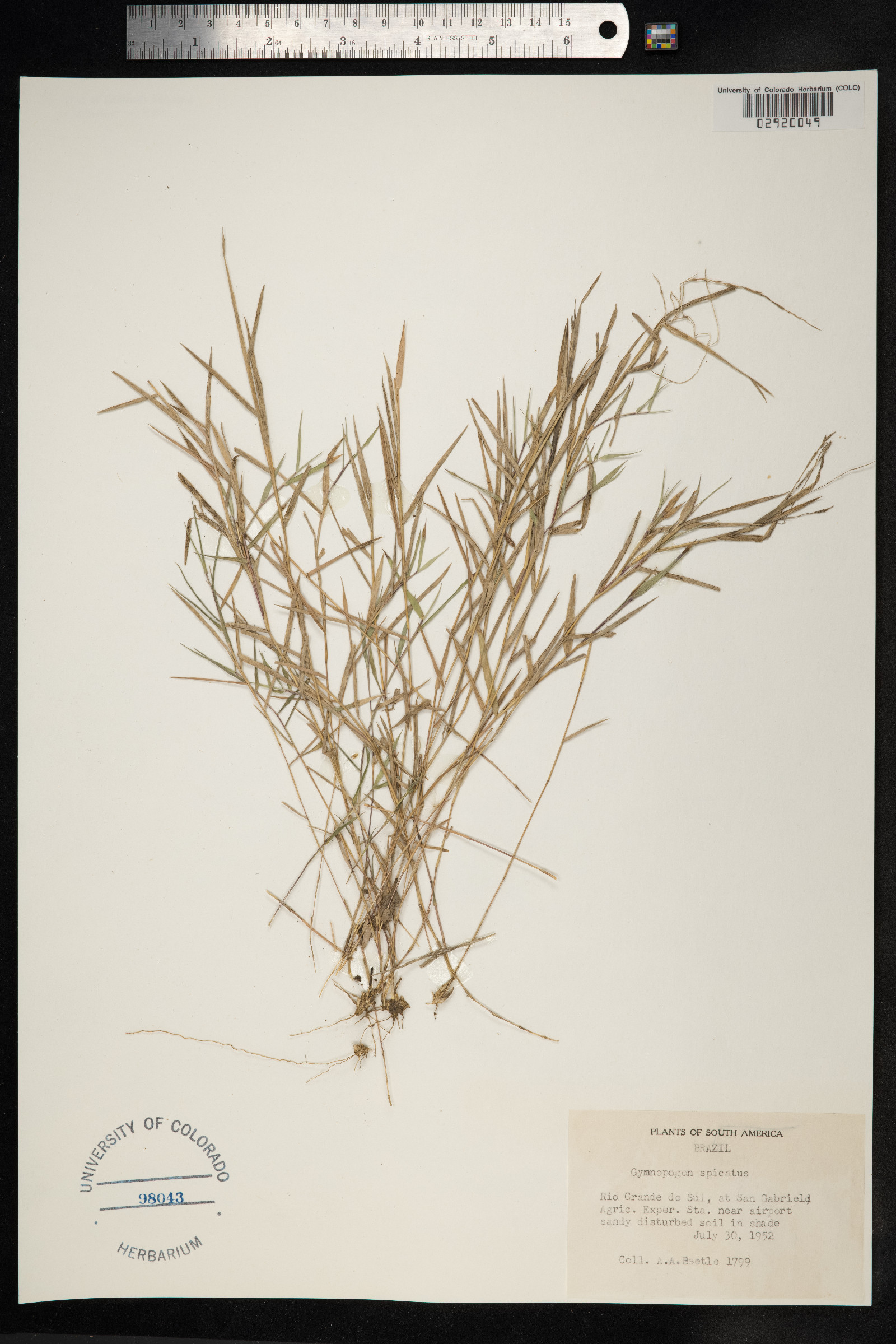 Gymnopogon foliosus image