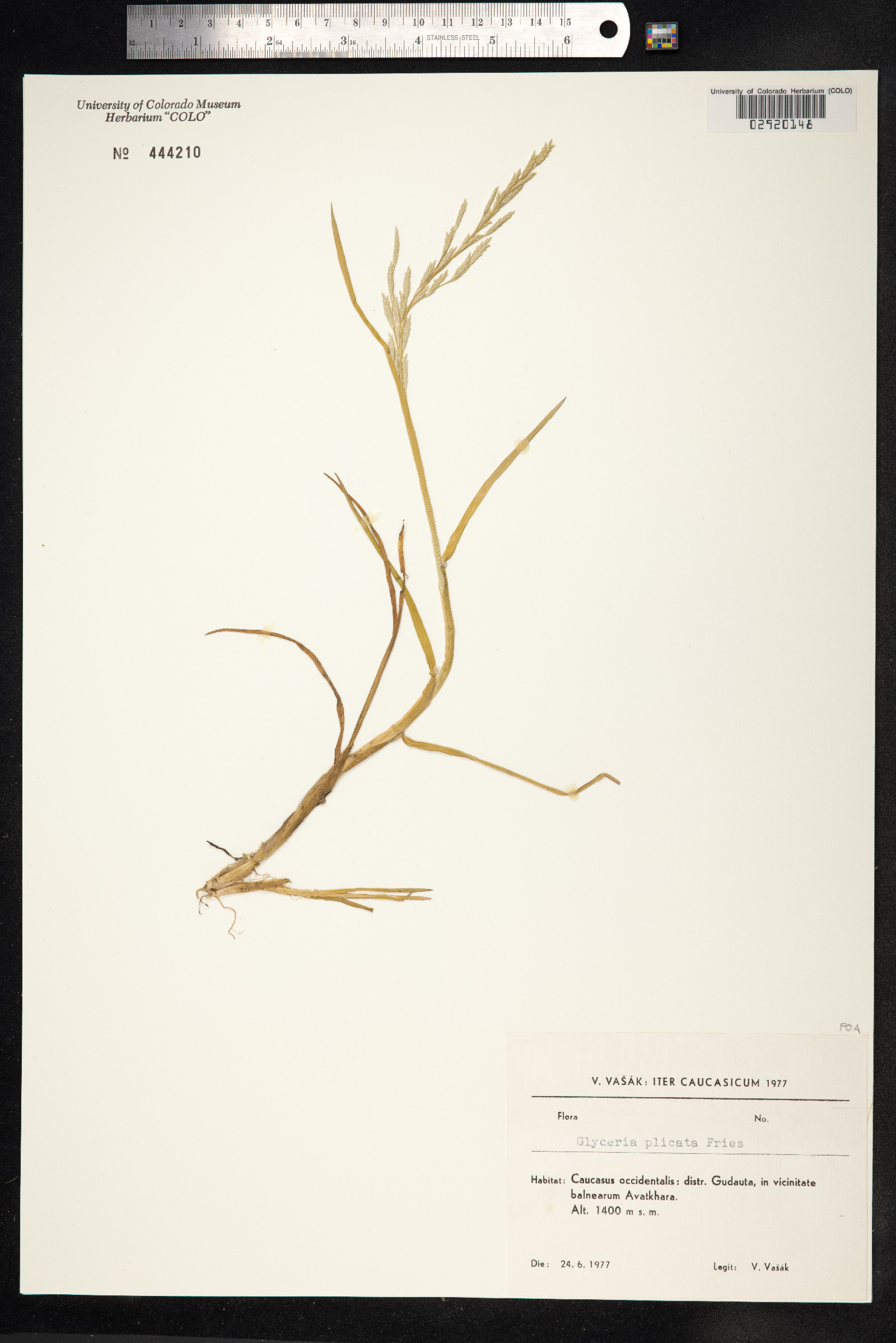 Glyceria notata image