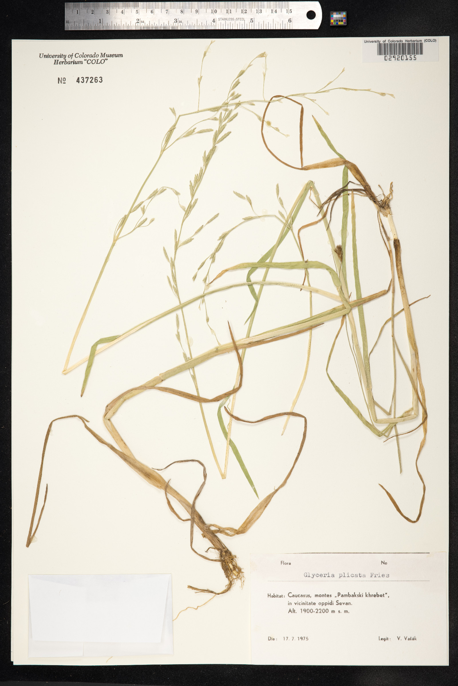 Glyceria notata image