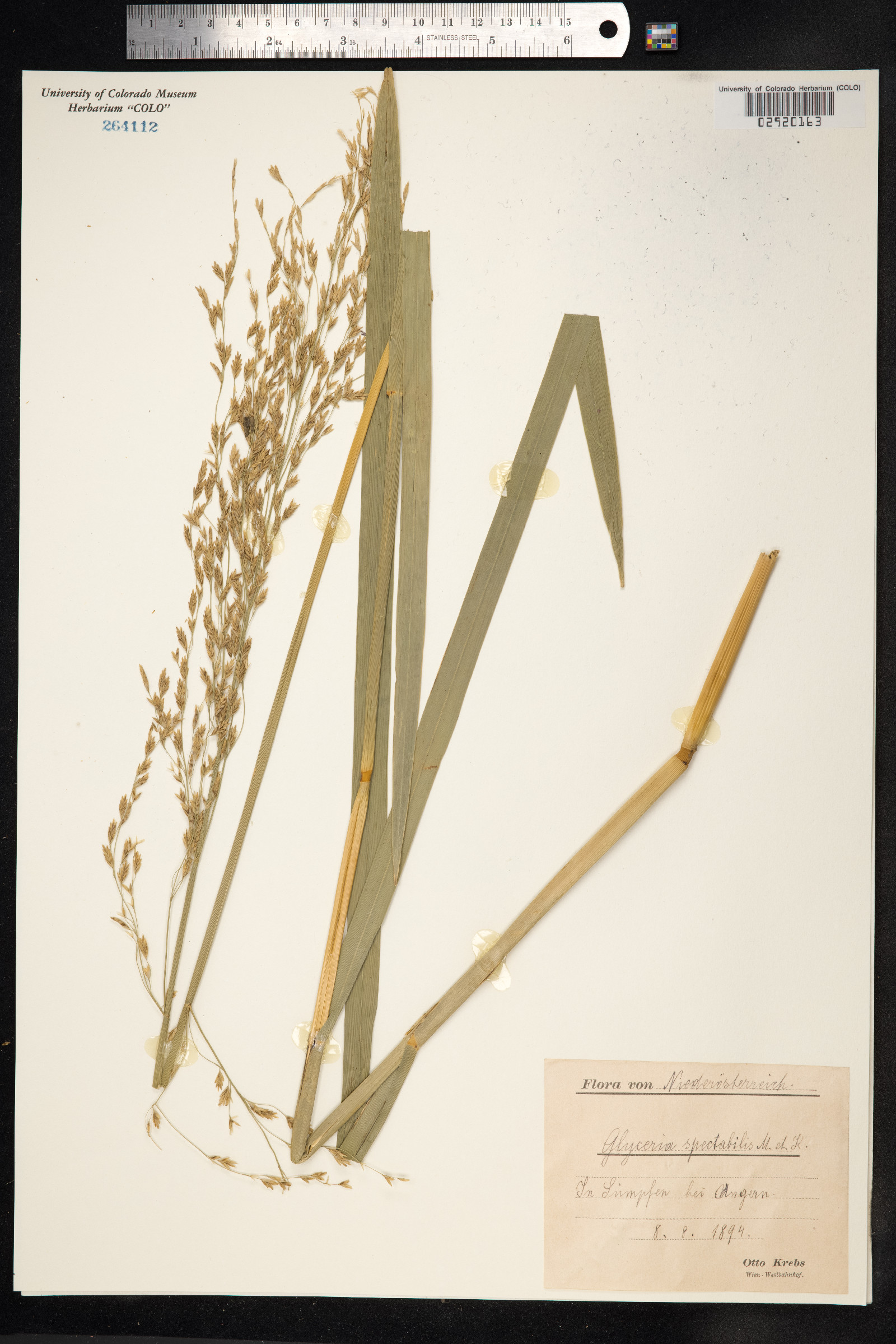 Glyceria maxima image