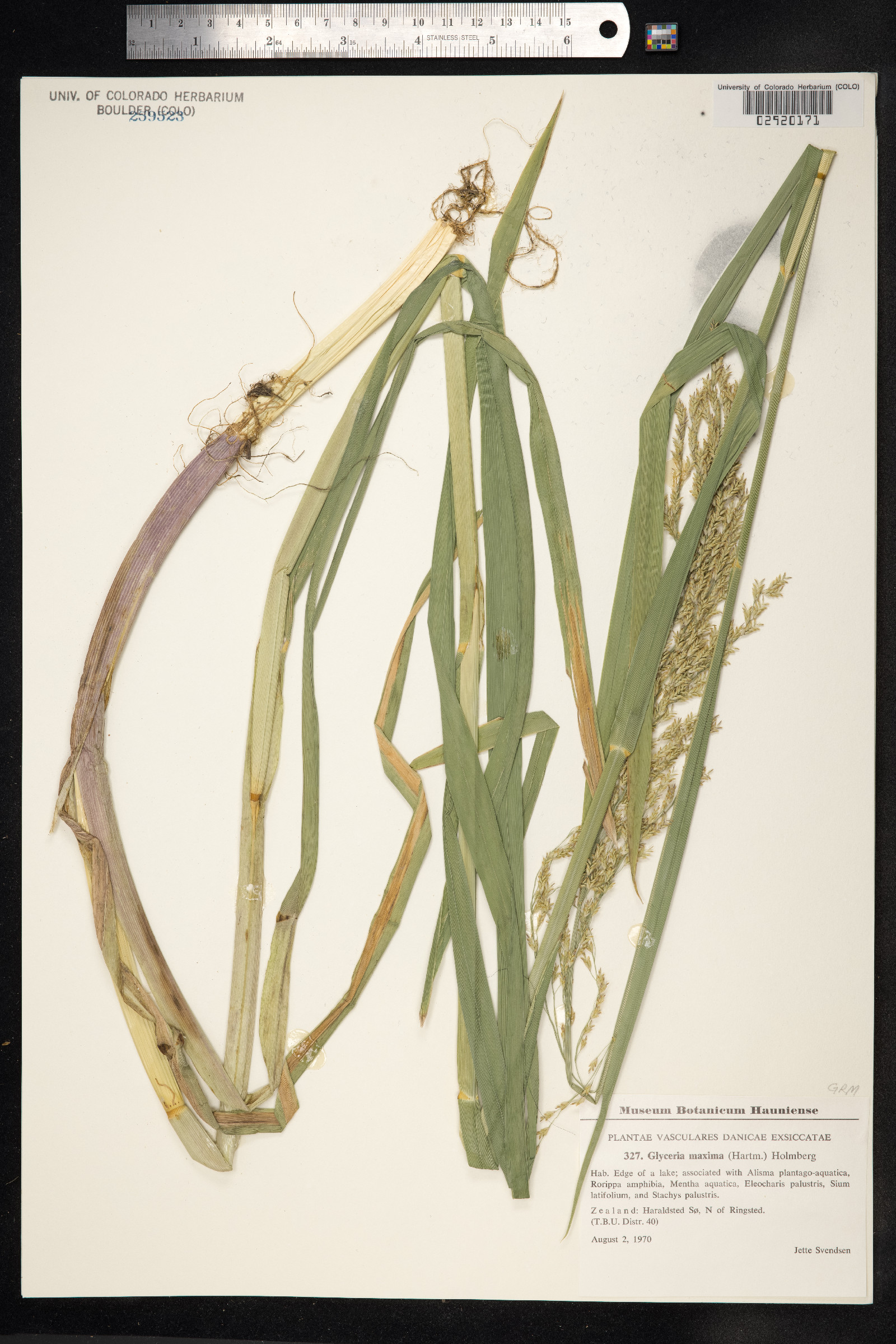 Glyceria maxima image