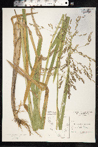 Glyceria maxima image