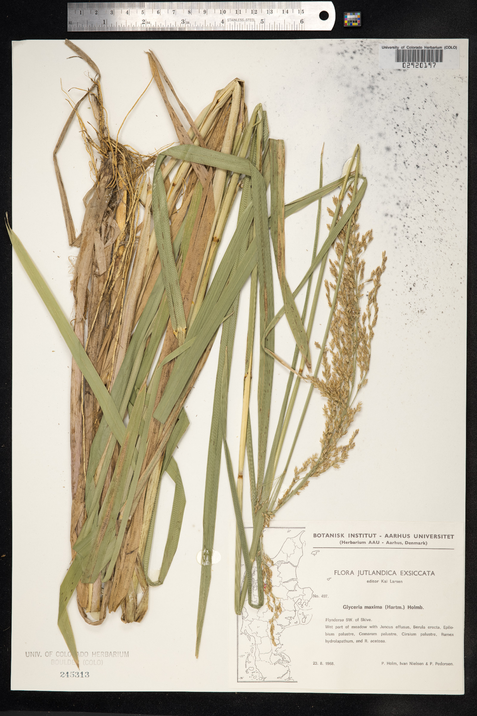 Glyceria maxima image