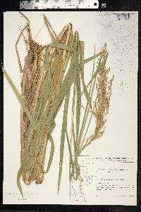 Glyceria maxima image
