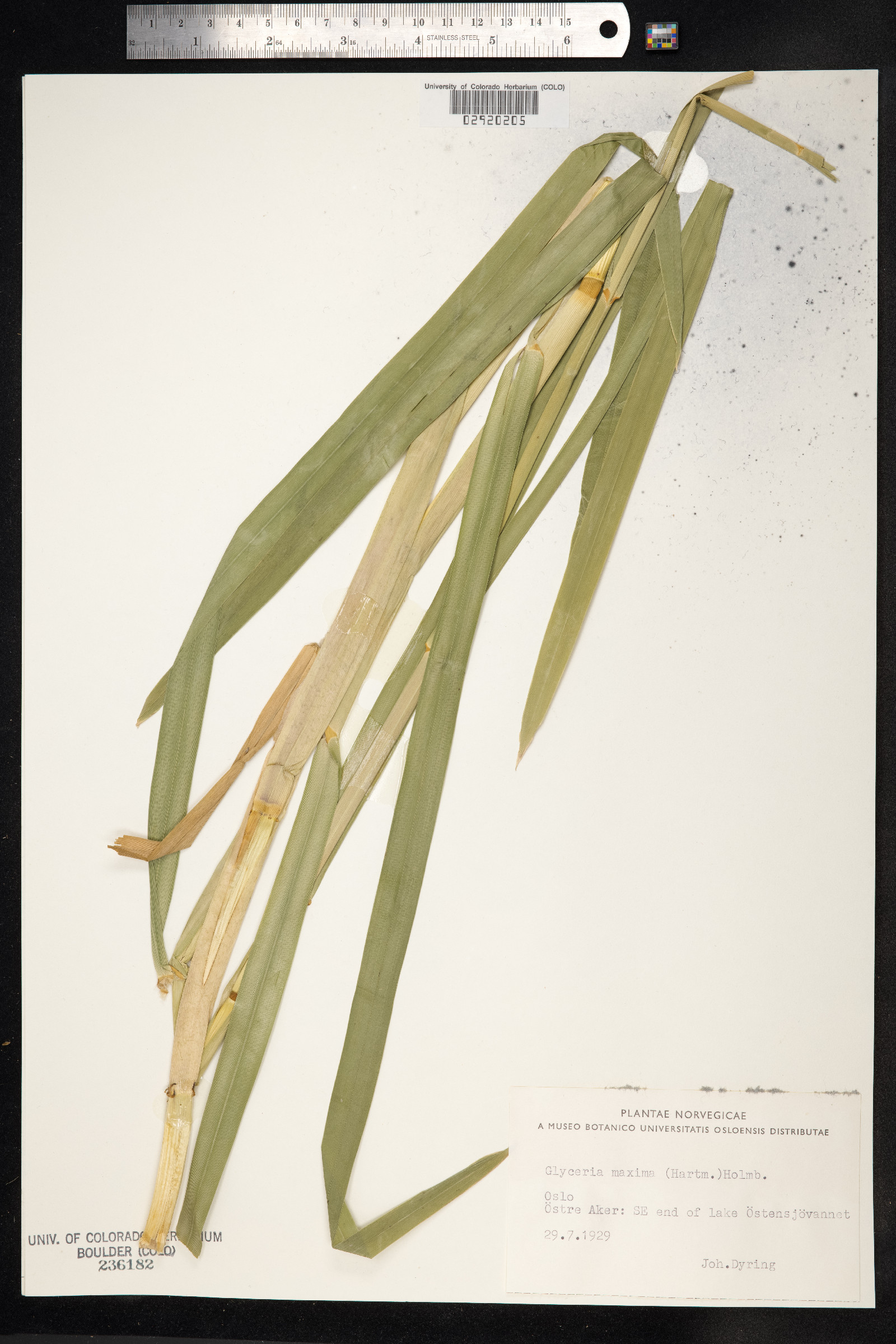 Glyceria maxima image