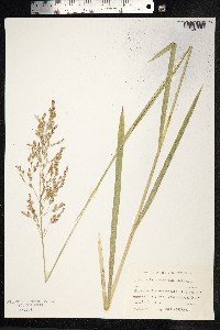 Glyceria maxima image
