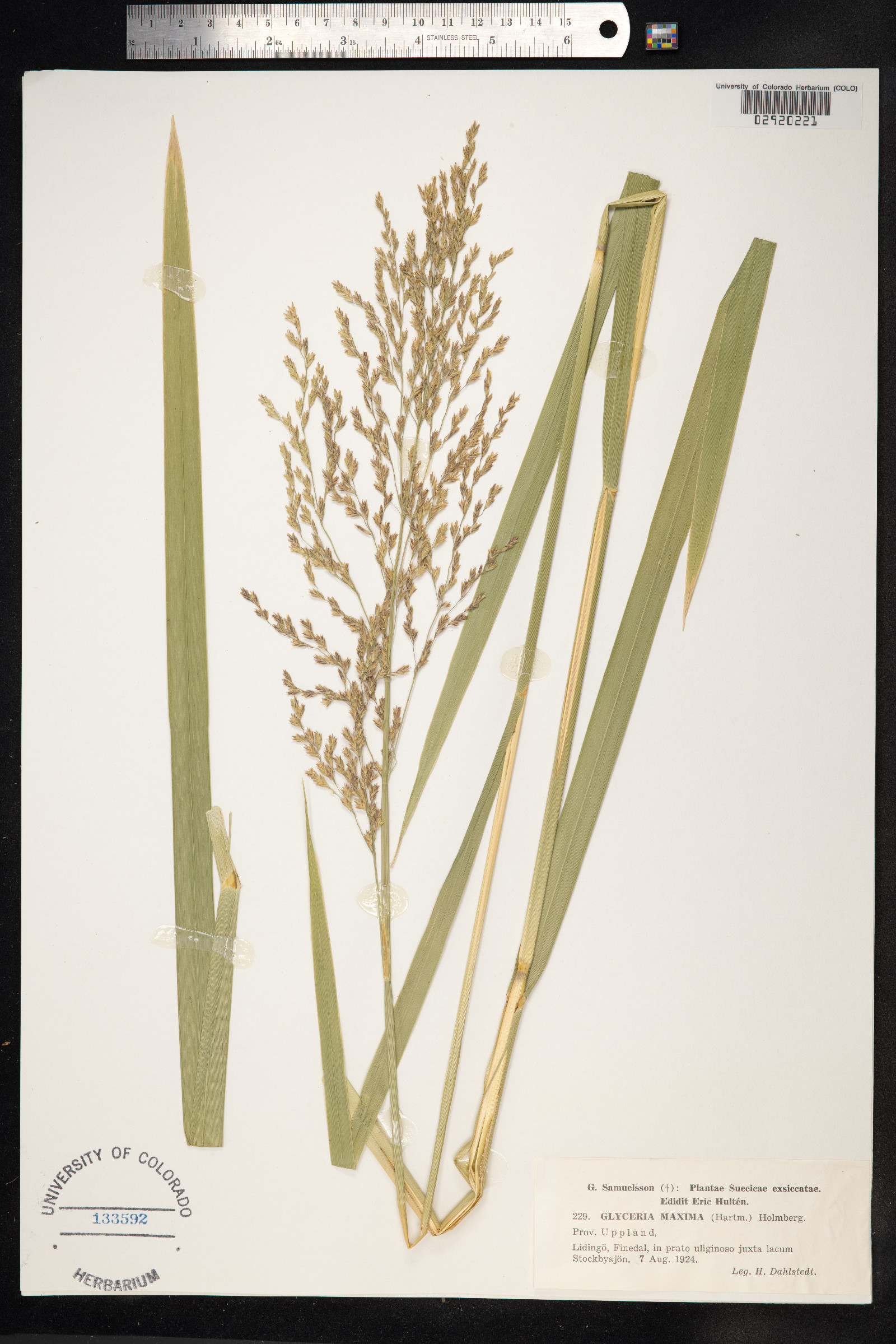 Glyceria maxima image