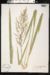 Glyceria maxima image