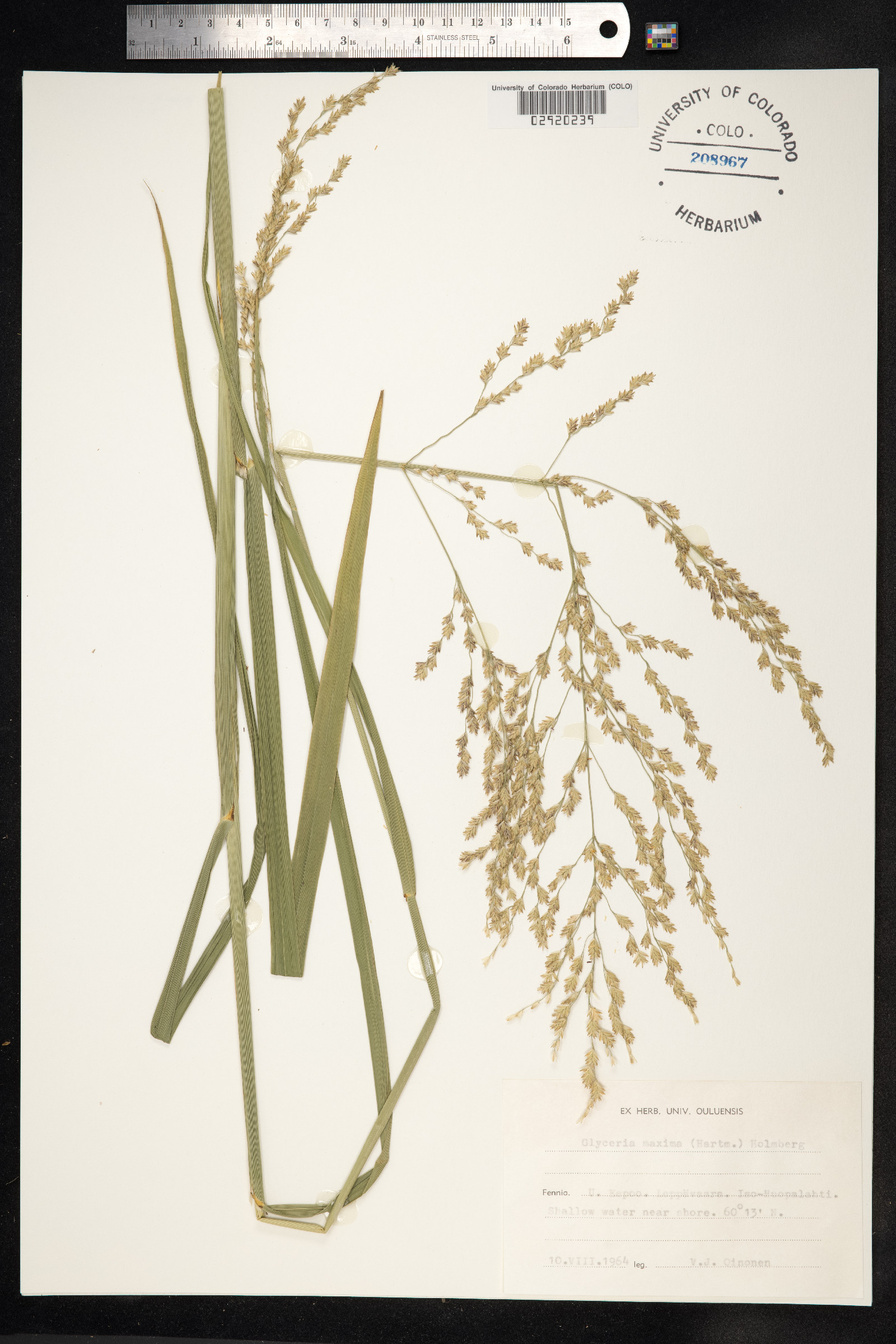 Glyceria maxima image