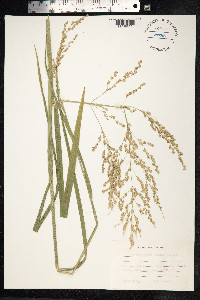Glyceria maxima image