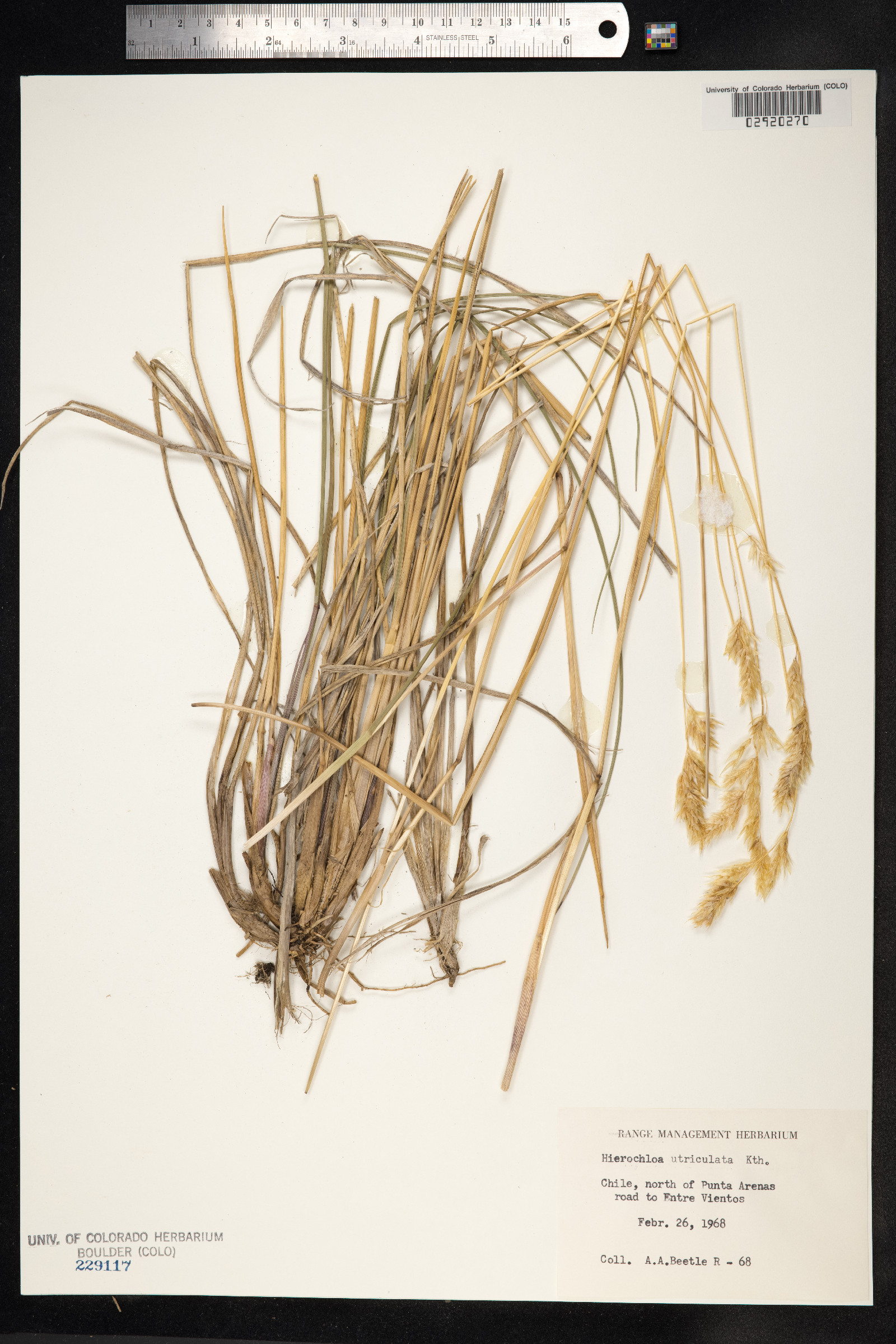 Anthoxanthum utriculatum image